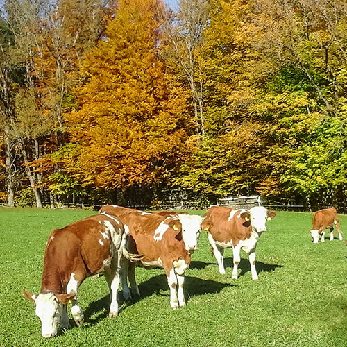 Der Oberhauserhof in Bildern
