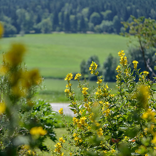 Der Oberhauserhof in Bildern